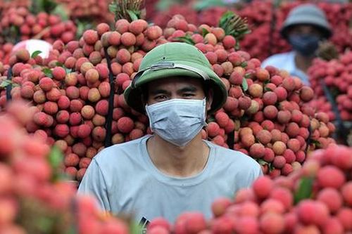 Bắc Giang: Vải thiều 'nhuộm đỏ' thị trấn Chũ
