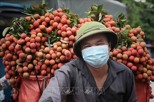 Bắc Giang hoàn thành tiêu thụ vải chín sớm