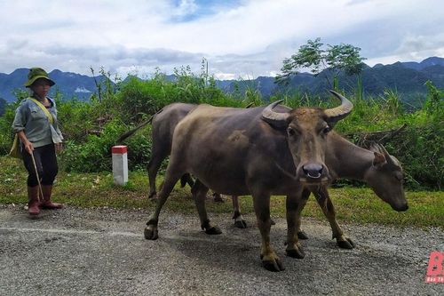 Bá Thước đã có 2 xã hết dịch viêm da nổi cục trên trâu, bò