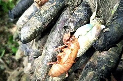 Cẩn trọng với món 'đặc sản' ve sầu