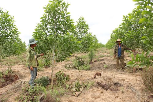 Chư Pưh: Số vụ vi phạm Luật Lâm nghiệp giảm