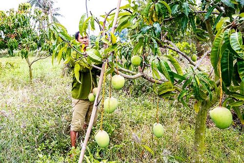 Mã số vùng trồng: Chìa khóa cho nông sản xuất khẩu