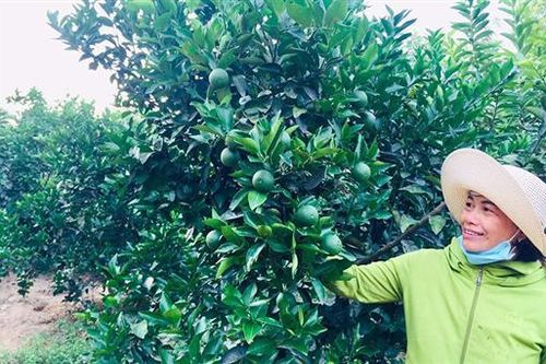 Chuyển đổi cây trồng, vật nuôi phù hợp với vùng gò đồi