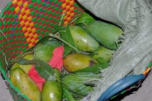 20kg ma túy tổng hợp ngụy trang dưới các giỏ xoài