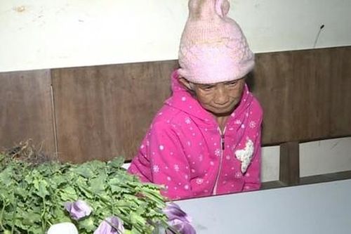 Tình trạng trồng cây chứa chất ma túy tái diễn phức tạp