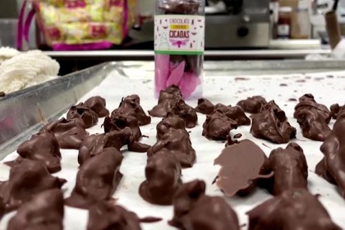 Món ve sầu phủ chocolate ở Mỹ