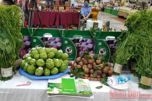 Mận tam hoa Bắc Hà vẫn đến được với người tiêu dùng Thủ đô