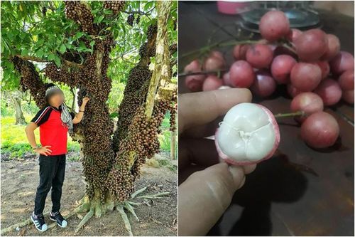 Cô gái khoe loại quả mọc 'kín mít' ai nhìn cũng chảy nước miếng