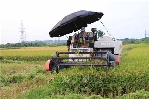 Ngày mùa đặc biệt của nông dân vùng dịch