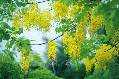 Muồng hoàng yến khoe sắc nơi phố núi Hòa Bình