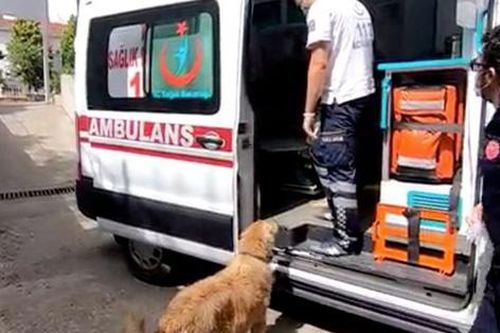 Cảm động chú chó đuổi theo xe cấp cứu đưa chủ nhân đến bệnh viện