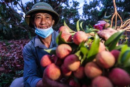 Chùm ảnh: Người dân Lục Ngạn soi đèn pin thu hoạch vải xuyên đêm