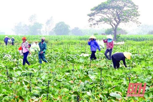 Thực hiện tốt công tác quy hoạch, bố trí đất đai cho sản xuất nông nghiệp