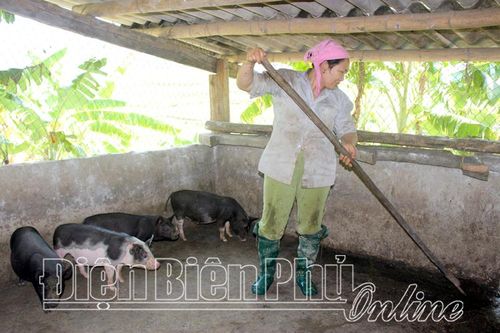 Chăn nuôi an toàn sinh học phòng dịch bệnh