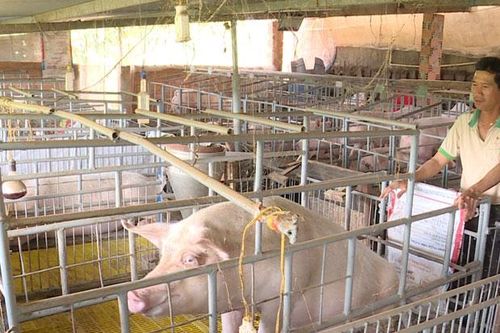 Tái đàn heo thành công - Kinh nghiệm từ một nông hộ