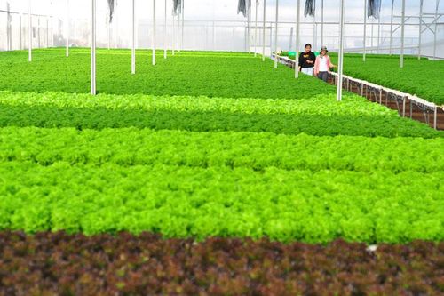 Nền tảng cho nông nghiệp hữu cơ