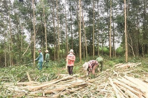 Tiếp tục quan tâm công tác trồng và bảo vệ rừng