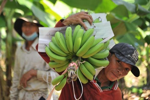 Bí đầu ra, chuối Đồng Nai lại rớt giá