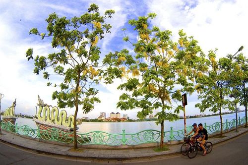 Rực rỡ muồng hoàng yến bên Hồ Tây