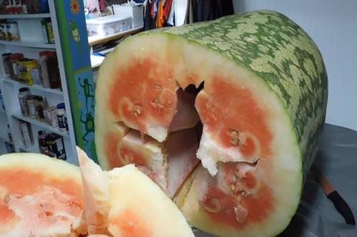 Trồng dưa hấu 'siêu to khủng lồ', bổ ra người đàn ông câm nín
