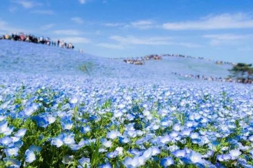 Mãn nhãn với những cánh đồng hoa đẹp ngất ngây trên thế giới
