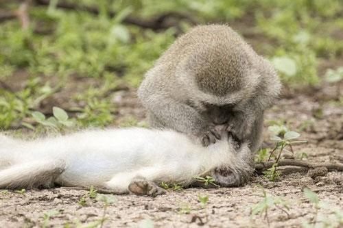 Đằng sau bức ảnh khỉ hà hơi thổi ngạt cho đồng loại bị thương