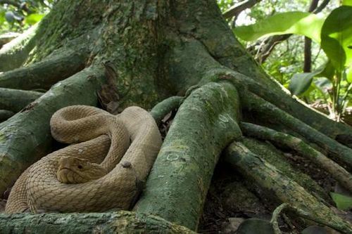 Bí mật đáng sợ ở hòn đảo đẹp mê hồn nhưng không ai dám bén mảng