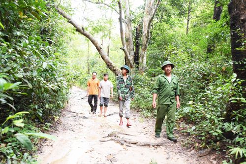 'Đòn bẩy' phát triển lâm nghiệp bền vững