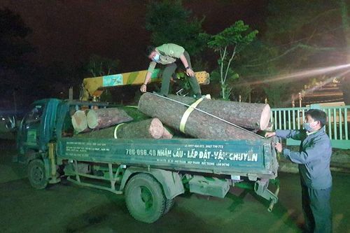 Đà Lạt: Bắt nhóm đối tượng triệt hạ thông trên đỉnh Pinhatt