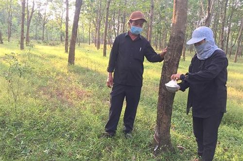 Triệu Phong: Nông dân phấn khởi nhờ mủ cao su được giá