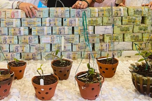 Cảnh báo 'bẫy lừa' liên quan đến trao đổi, chuyển nhượng lan đột biến