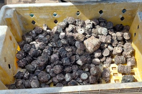 Quảng Bình: Ngư dân phát hiện và trục vớt gần 8 tạ tiền xu ở dưới biển