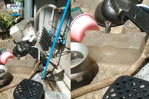 Rắn độc hổ mang chúa đột nhập nhà dân tu nước từ vòi