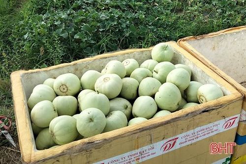 Nông dân Hà Tĩnh nỗ lực tự 'giải cứu' nông sản giữa mùa dịch