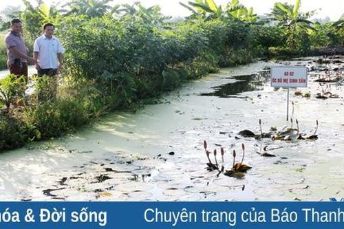 Nuôi ốc nhồi: Đầu tư ít, lợi nhuận cao