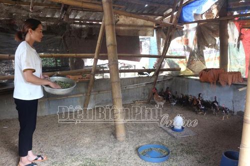 Phụ nữ Tủa Chùa giúp nhau phát triển kinh tế
