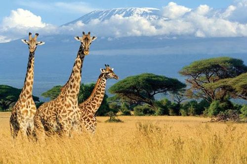 Kenya và những chuyến đi đầy cảm hứng