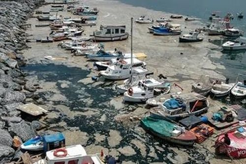 Tổng thống Thổ Nhĩ Kỳ hứa giải quyết vấn đề chất nhầy ở Biển Marmara