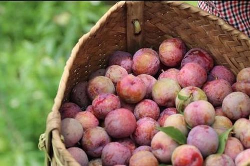 Vải thiều gắn tem 'bay' sang Pháp, mận tại vườn Sơn La rớt giá