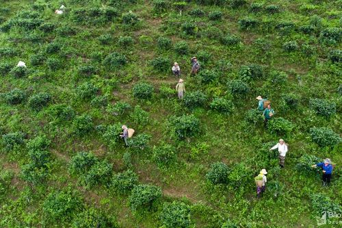 Cận cảnh mùa hái chè Shan tuyết ở Kỳ Sơn