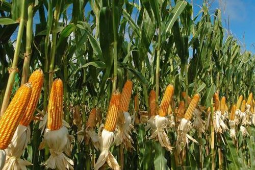 Trung Quốc ồ ạt nhập khẩu ngô khiến cảng biển tắc cứng