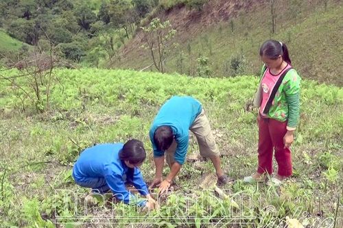 Nỗ lực phủ xanh đất trống đồi núi trọc