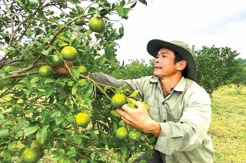 Kông Chro vừa chống dịch vừa phát triển kinh tế