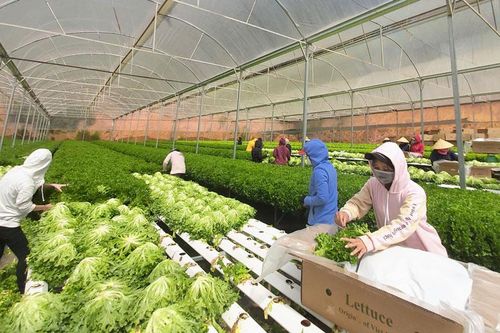 Chương trình OCOP thúc đẩy phát triển kinh tế nông thôn