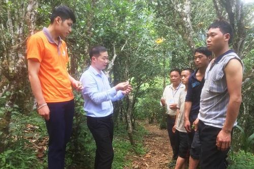 Hà Giang: Đồng Văn bảo tồn, phát triển vùng chè Shan tuyết Lũng Phìn