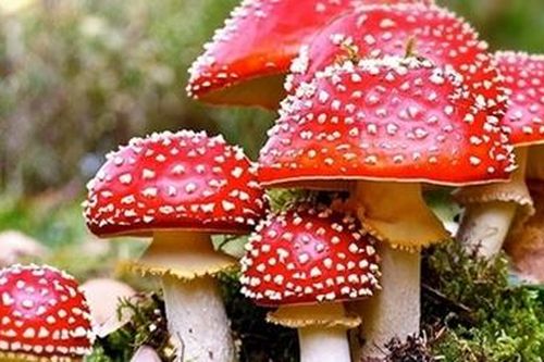 6 người trong gia đình bị ngộ độc vì ăn cháo nấm rừng