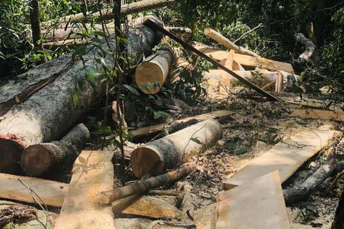 Gia Lai: Khởi tố vụ phá rừng ở huyện Mang Yang