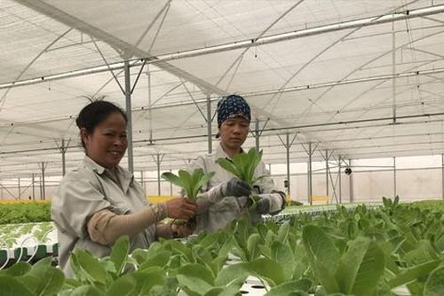 Đề xuất gói hỗ trợ 8.600 tỷ cho doanh nghiệp nông nghiệp