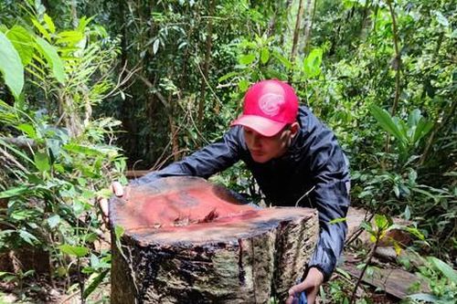 Khởi tố vụ phá rừng khủng khiếp ở Gia Lai