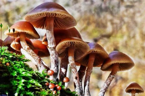 5 người trong gia đình ở Hà Giang nhập viện sau khi ăn phải nấm độc